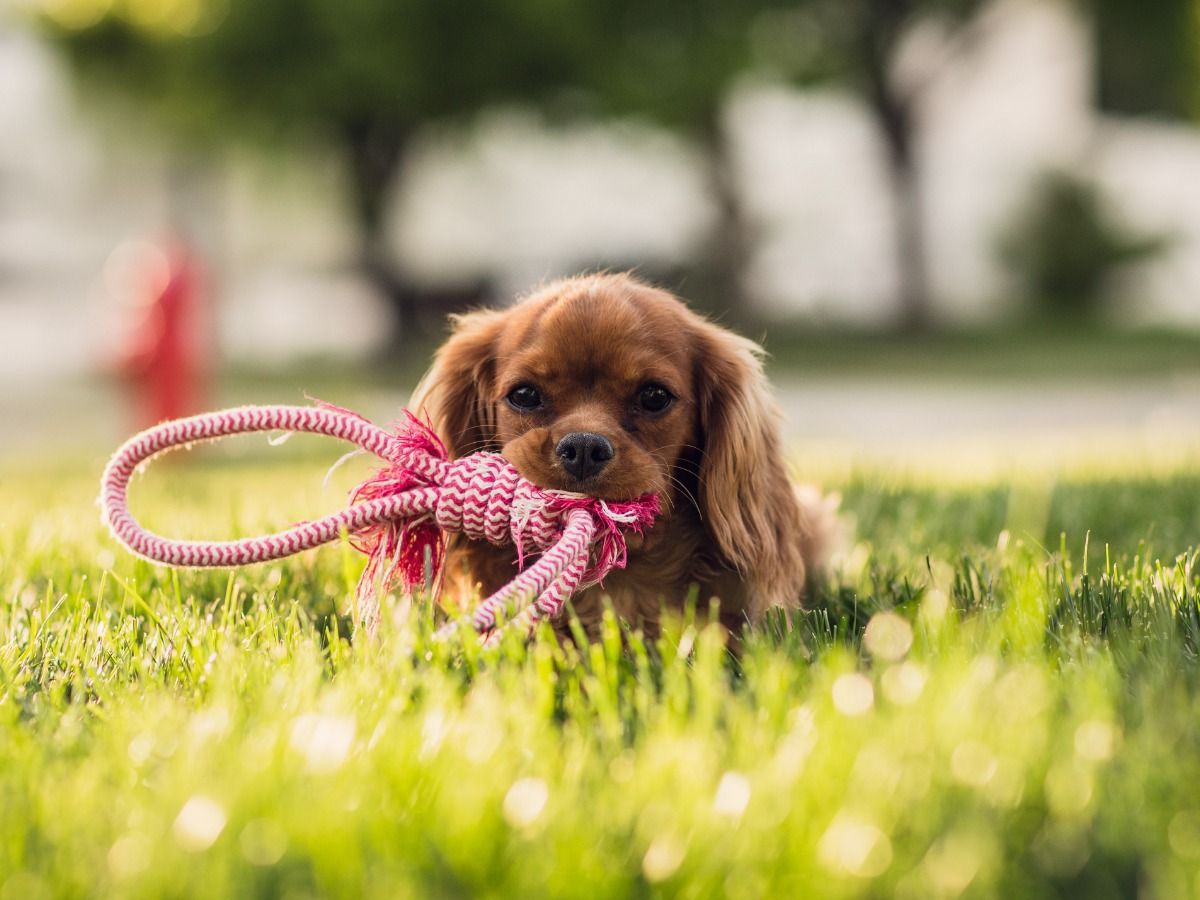 Image of a puppy on the grass - Cute videos are one of the most reliable ideas for your YouTube channel - Image