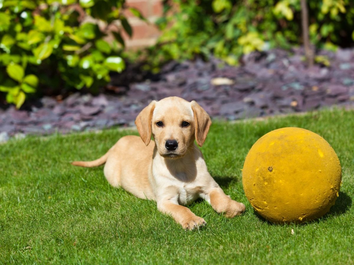 Bild eines Golden Retriever-Welpen, der im Gras liegt, und eines Balls neben ihm – So filmen Sie Tiervideos für Ihren YouTube-Kanal – Bild