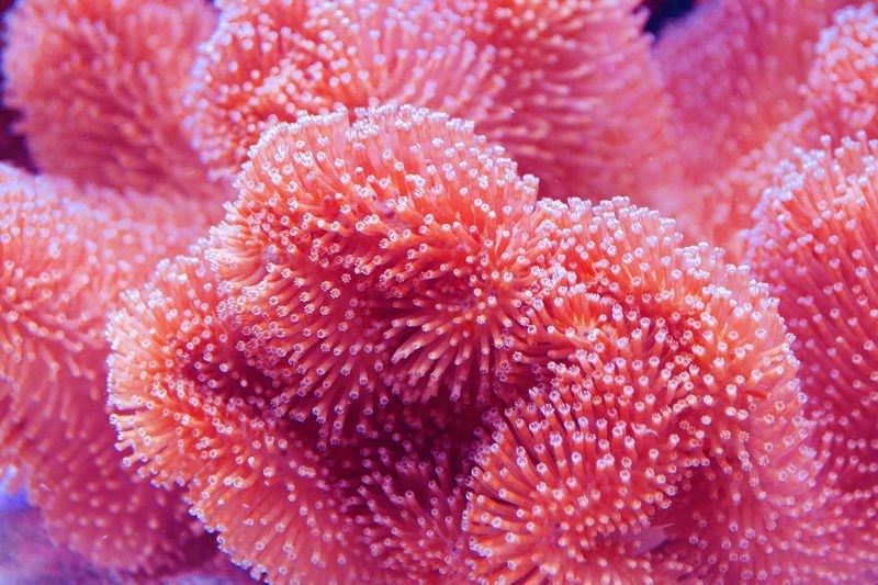 Photo sous-marine de corail vivant rose - Couleur de l&#39;année 2019 - Image