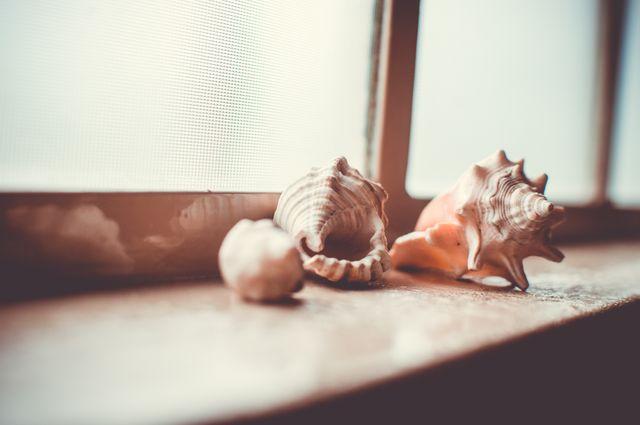 Beige seashells on the windowsill - Warm palettes with beige colour will come to the fore - Image