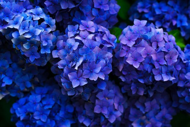 Fleurs bleues et violettes - La couleur ultraviolette est une option extrêmement flexible pour votre conception - Image