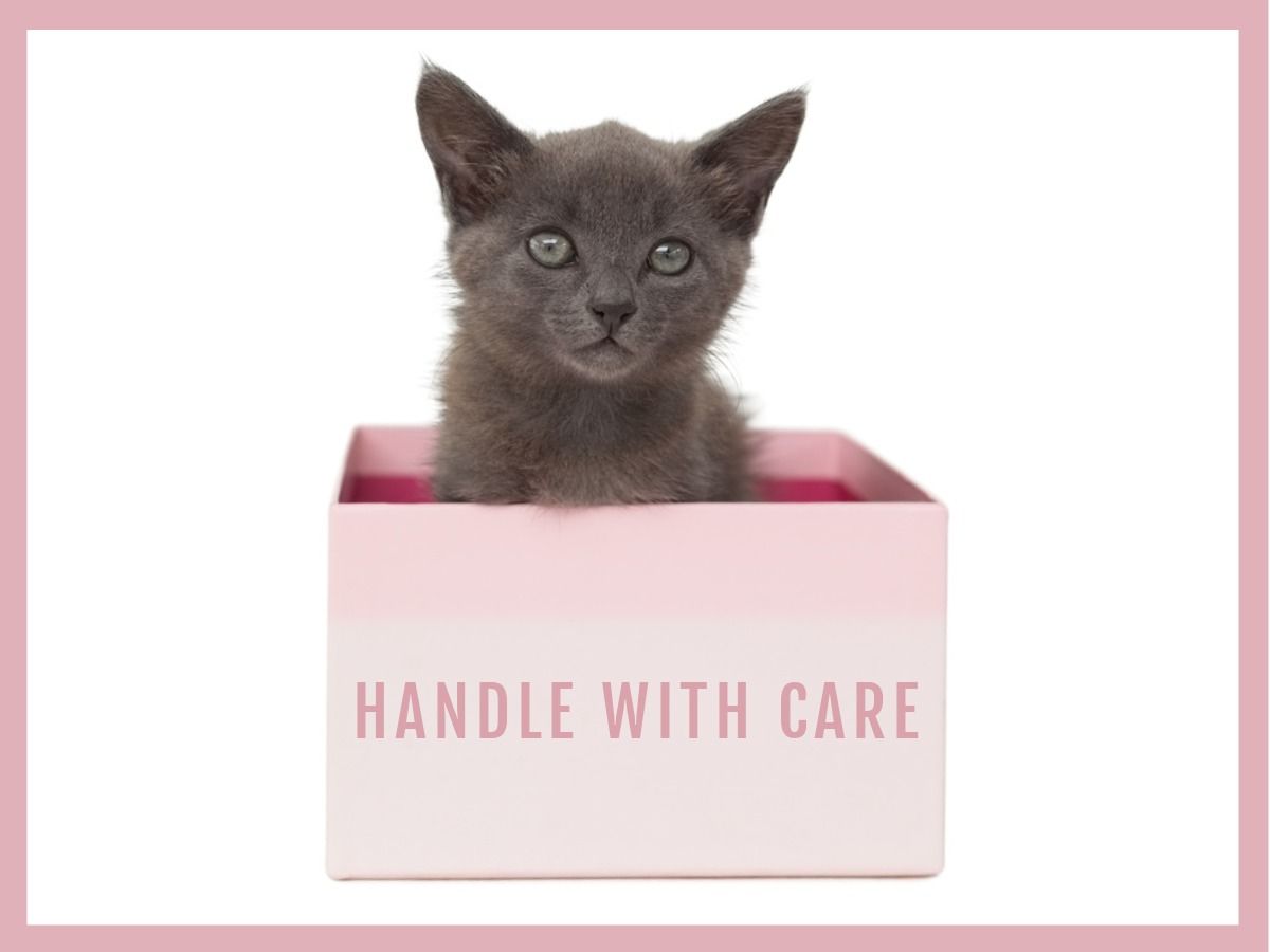 A gray kitten in a beige box with the inscription 'handle with care' - The benefits of thoughtful packaging design - Image