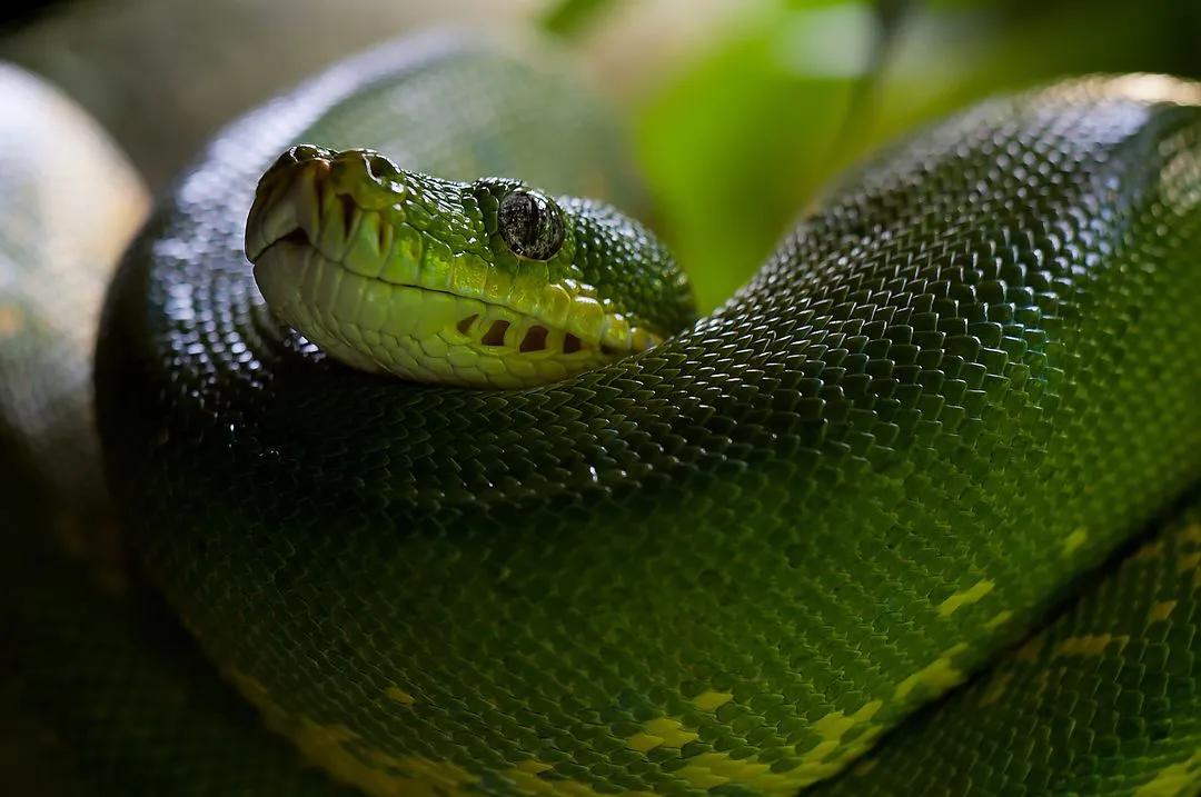 Green snake - Image