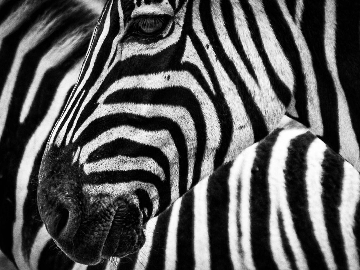 Black and white zebra image - Black and white patterns - Image