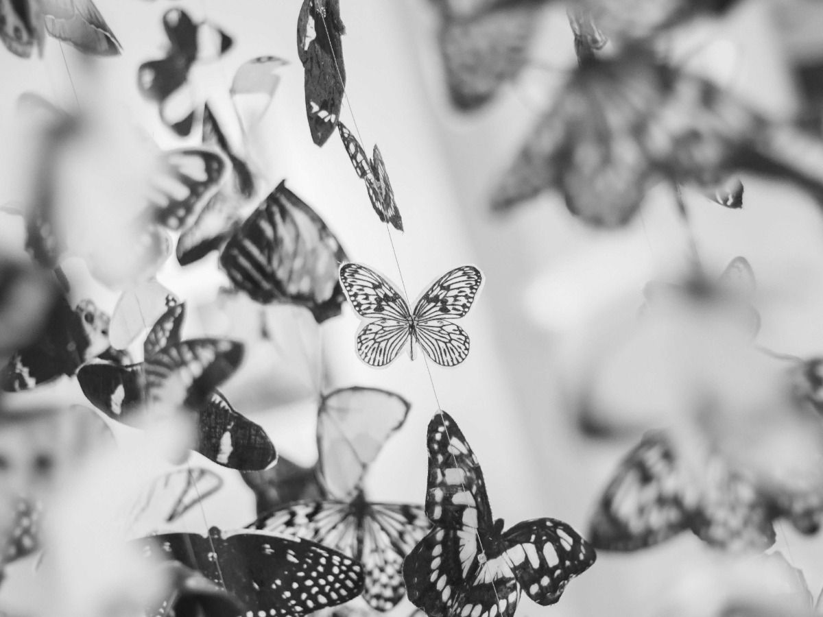 Black and white photo of butterflies - Feminine and masculine sides of black and white art - Image