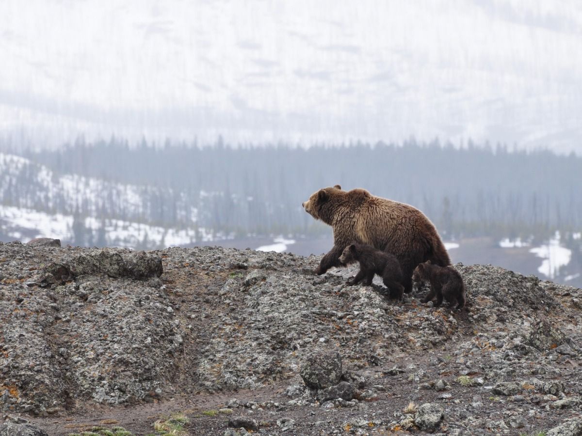 paisagem de montanha de ursos pardos