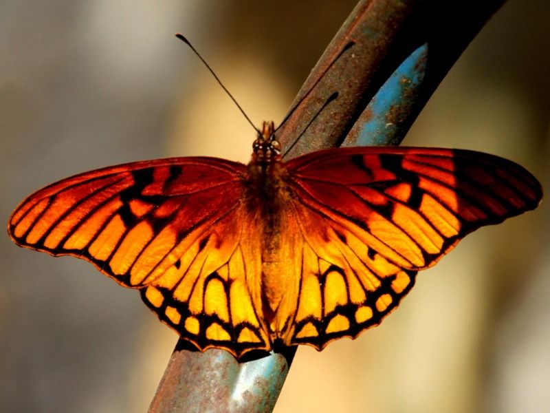 théorie des couleurs ambre - papillon sur un arbre - Image