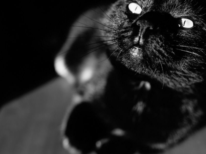 théorie des couleurs noir - Image de chat avec flitre noir et blanc - Image