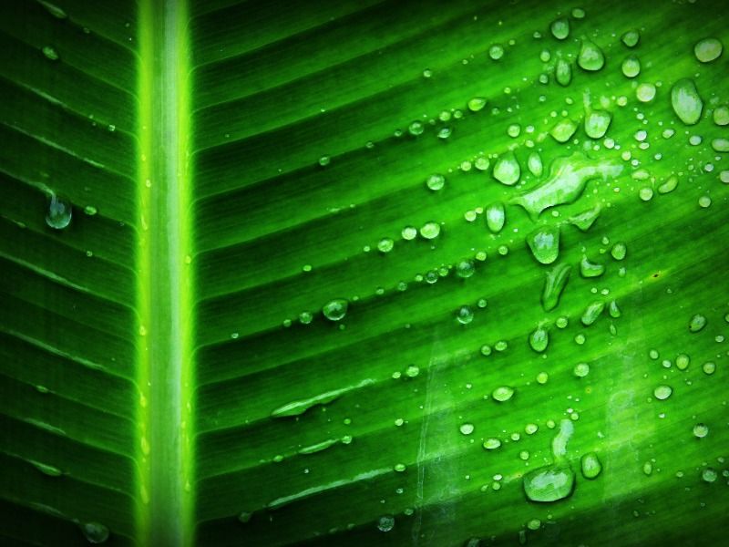 théorie des couleurs vert - Feuille verte - Image