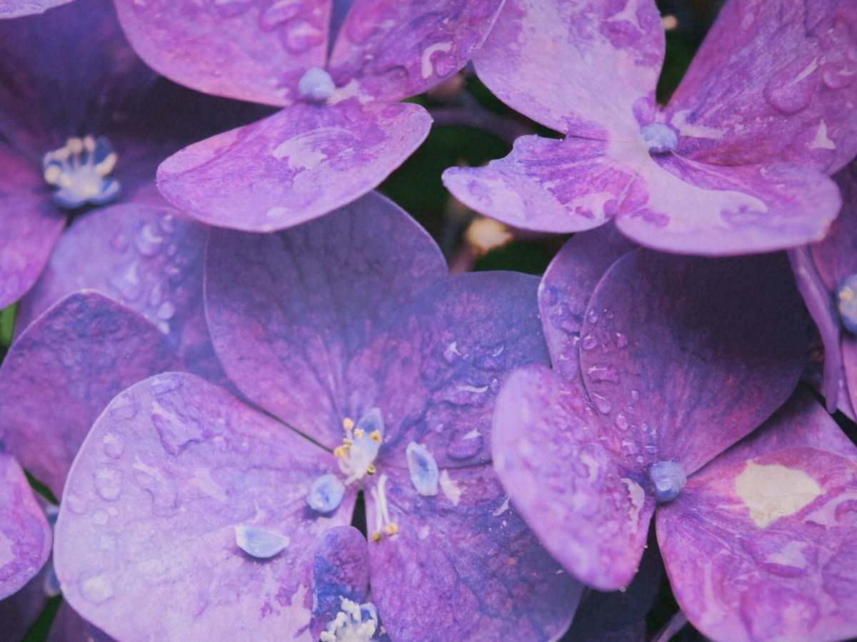 théorie des couleurs lilas - plusieurs fleurs - Image
