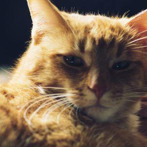 Closeup image of an orange cat looking into camera - Reliable creative marketing strategies for your business that actually work - Image