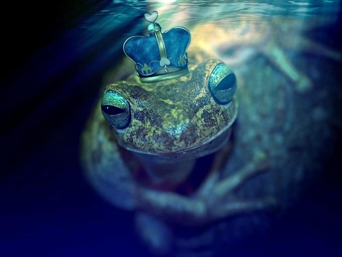 Toad with a crown underwater - 80 Creative and inspiring engagement party ideas - Image