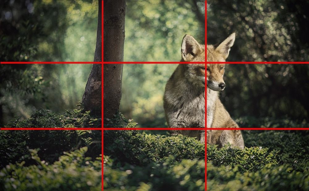 Rule of Thirds Overlay Fox - What is the golden ratio and why do graphic designers use it so often - Image