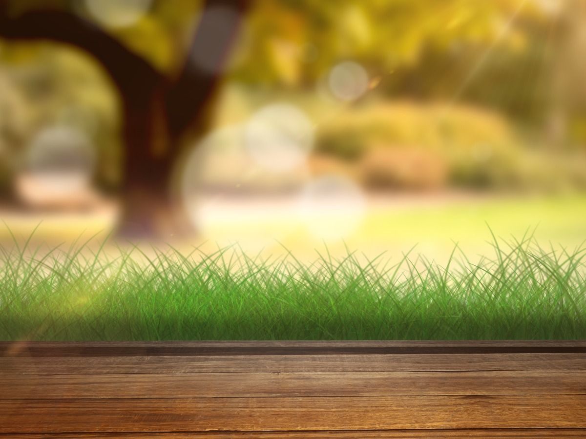 Blurred grass and trees background - The biggest trends in graphic design for 2021 - Image