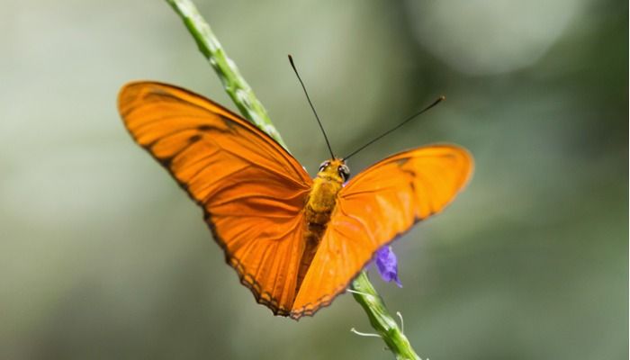 A cropped image of a Dryas iulia butterfly sitting on a plant - Free online photo enhancement with Design Wizard - Image