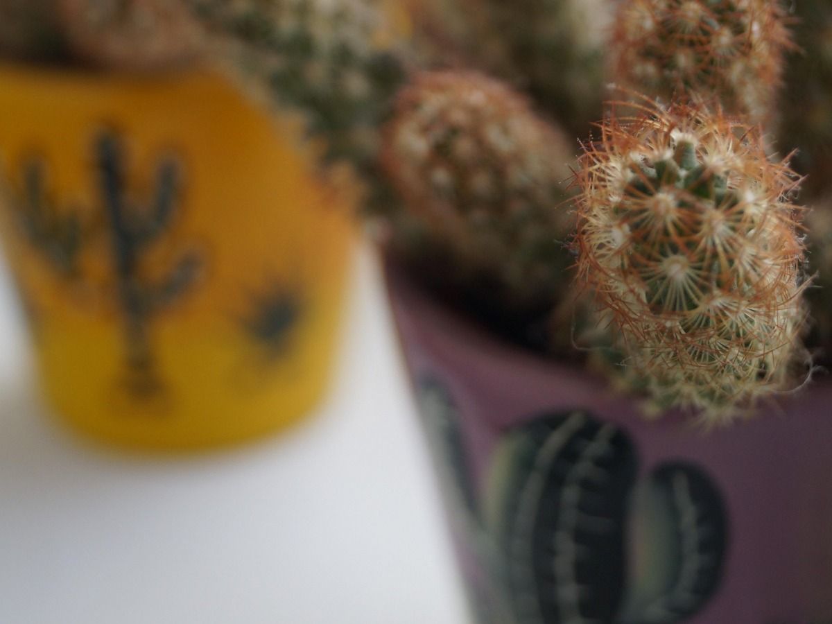 Image of two cacti in pots - Elements for Mexican-inspired design - Image