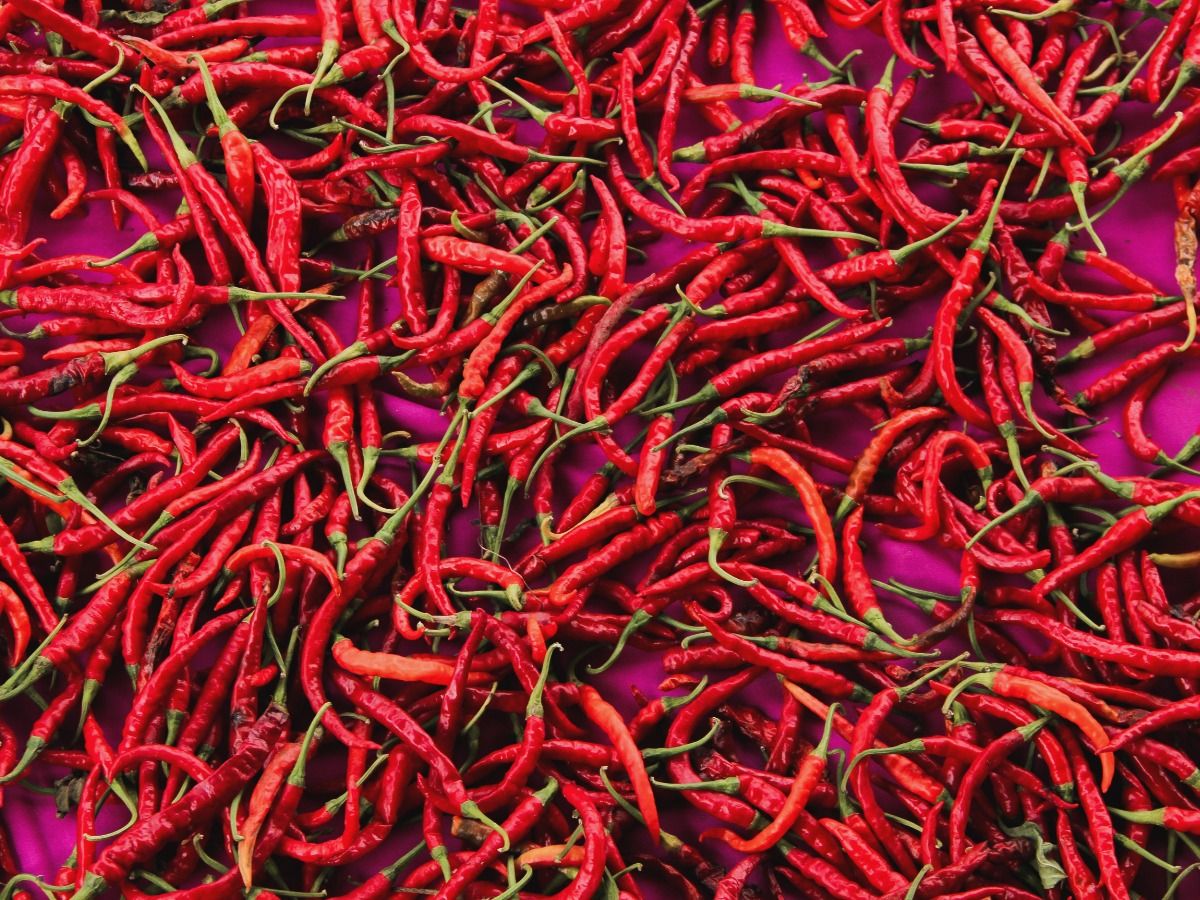Full frame shot of red chili peppers on a magenta background - Elements for Mexican-inspired design - Image