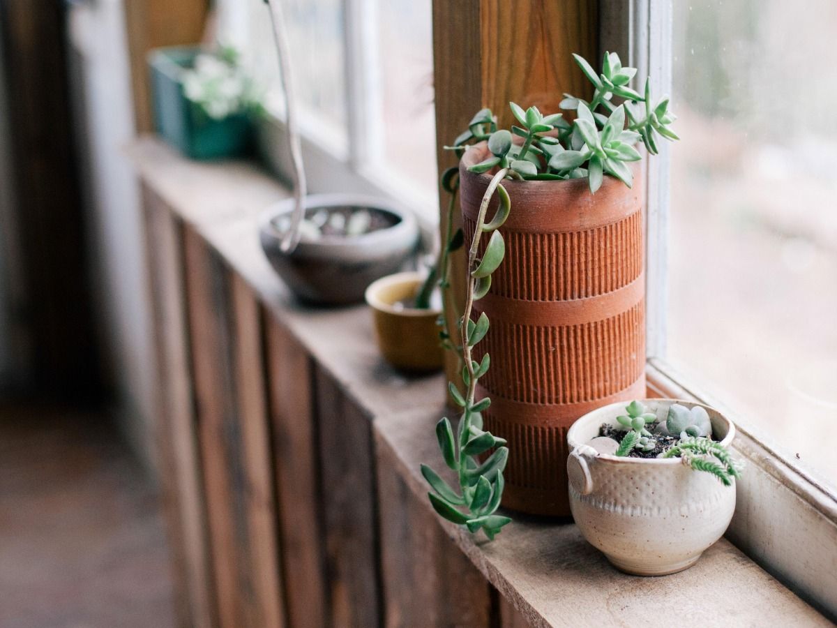 Potted plants arranged in a row on window sill at home20 proven real estate marketing ideas to help attract qualified buyers - Image