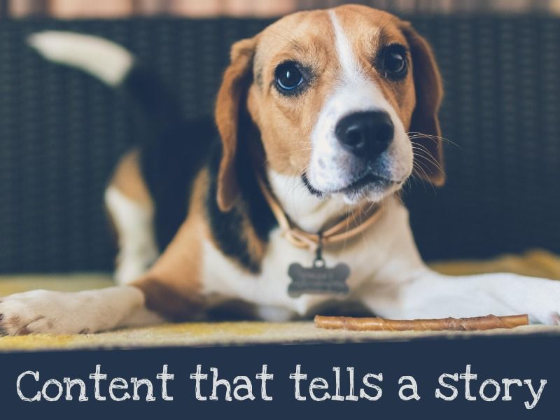 Dog content - Learn about the power of visual storytelling in marketing - Image