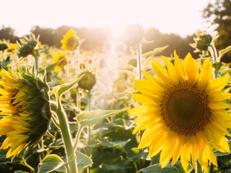 Sun flower field - Everything you need to know about branding and marketing - Image