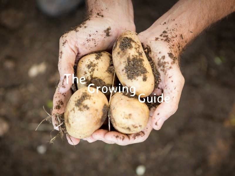 Youtube banner for farming channel with picture of 4 spuds in hands with text reading "The Growing Guide" - 36 creative YouTube banner ideas and examples to boost your inspiration - Image