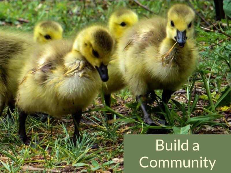 Poussins marchant sur l&#39;herbe - Les meilleurs conseils pour une stratégie marketing YouTube efficace - Image